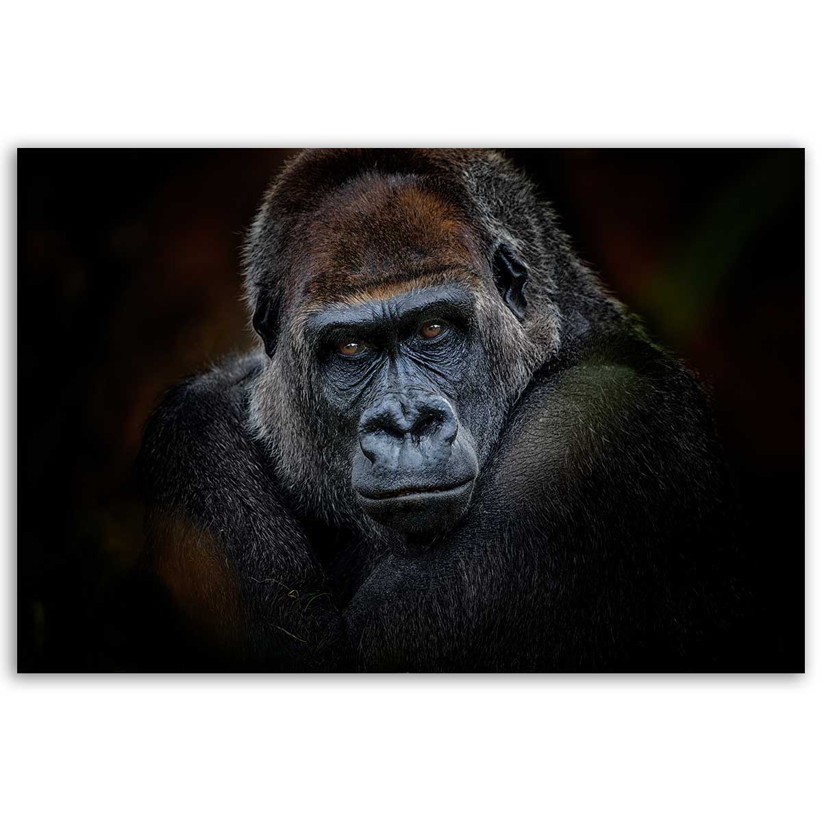 Tableau portrait gorille au regard intense fond sombre, HEXOA