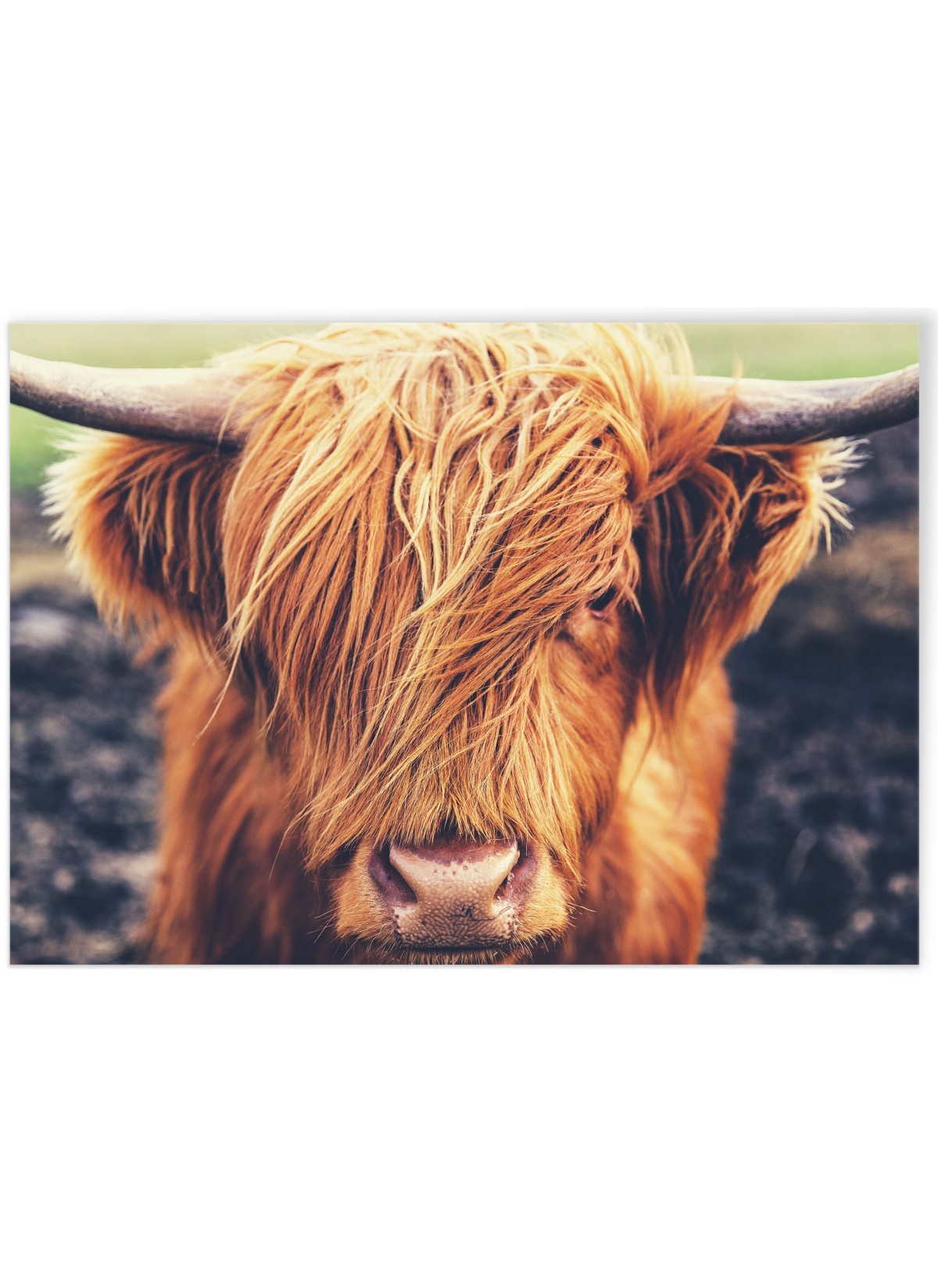 Poster Highland Cow, L'AFFICHERIE