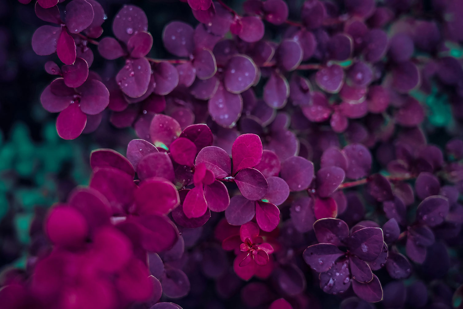 Tableau fleurs de lilas au printemps, HEXOA
