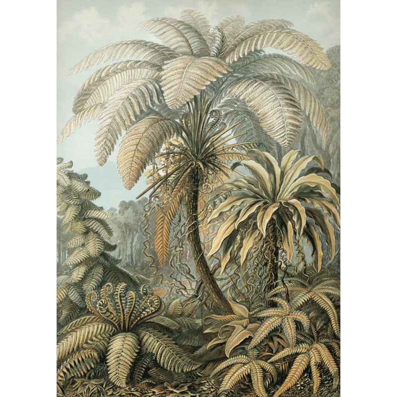 Affiche botanique fougères  Alsophila, THE DYBDAHL CO