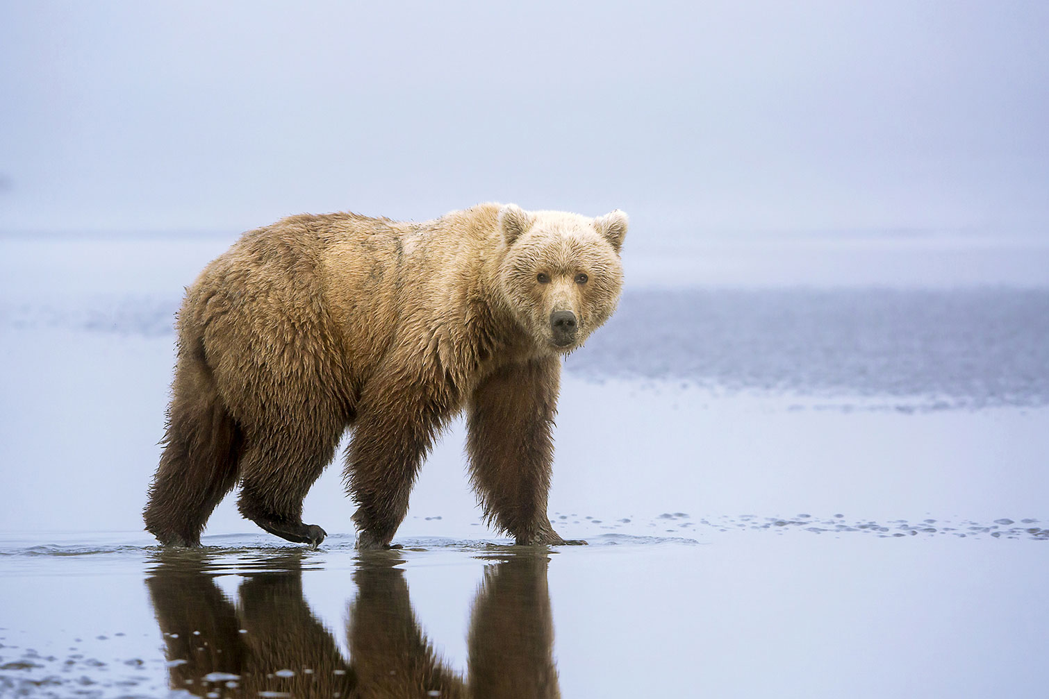 Tableau la marche de l'Ours, HEXOA