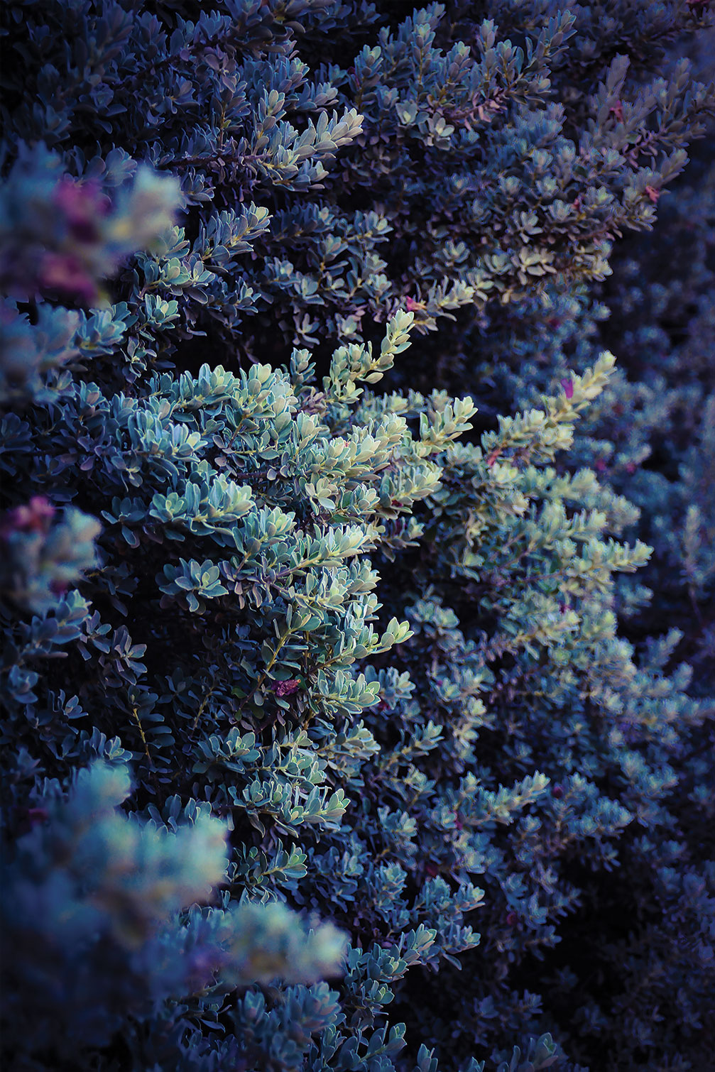 Tableau macro plante grasse collector, HEXOA