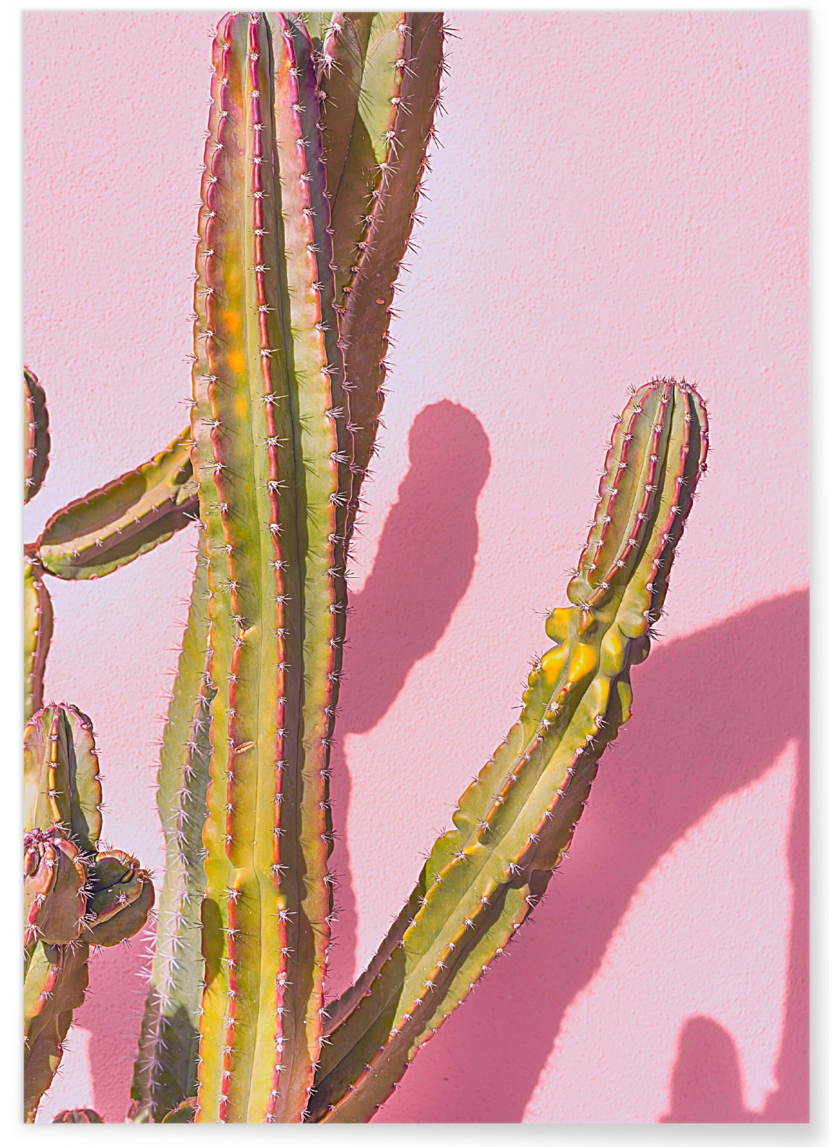 Poster nature Cactus 4, L'AFFICHERIE