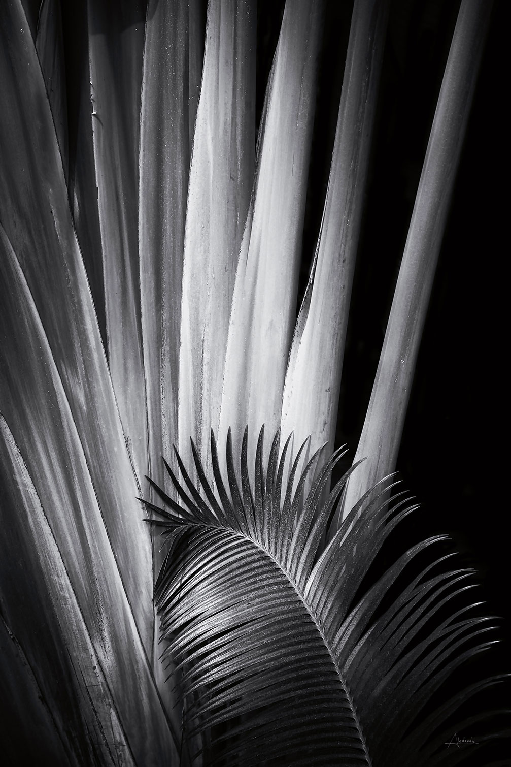 Tableau fleurs Marbella palm, HEXOA