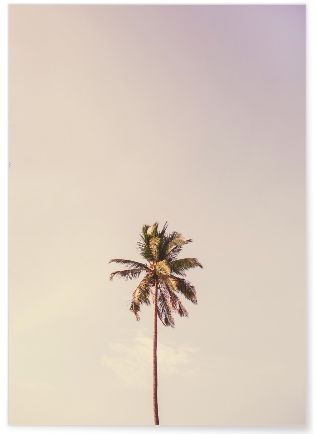 Poster nature Palm Trees 6, L'AFFICHERIE
