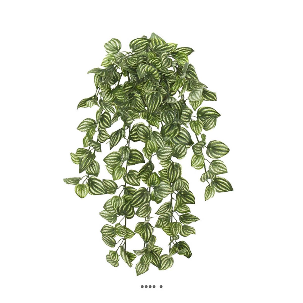 Chute d'Aphelandra artifici, ARTIFICIELLES