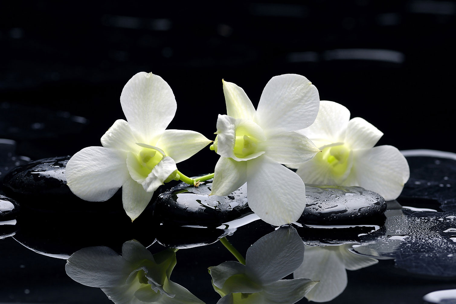 Tableau zen deco design orchidée blanche, HEXOA