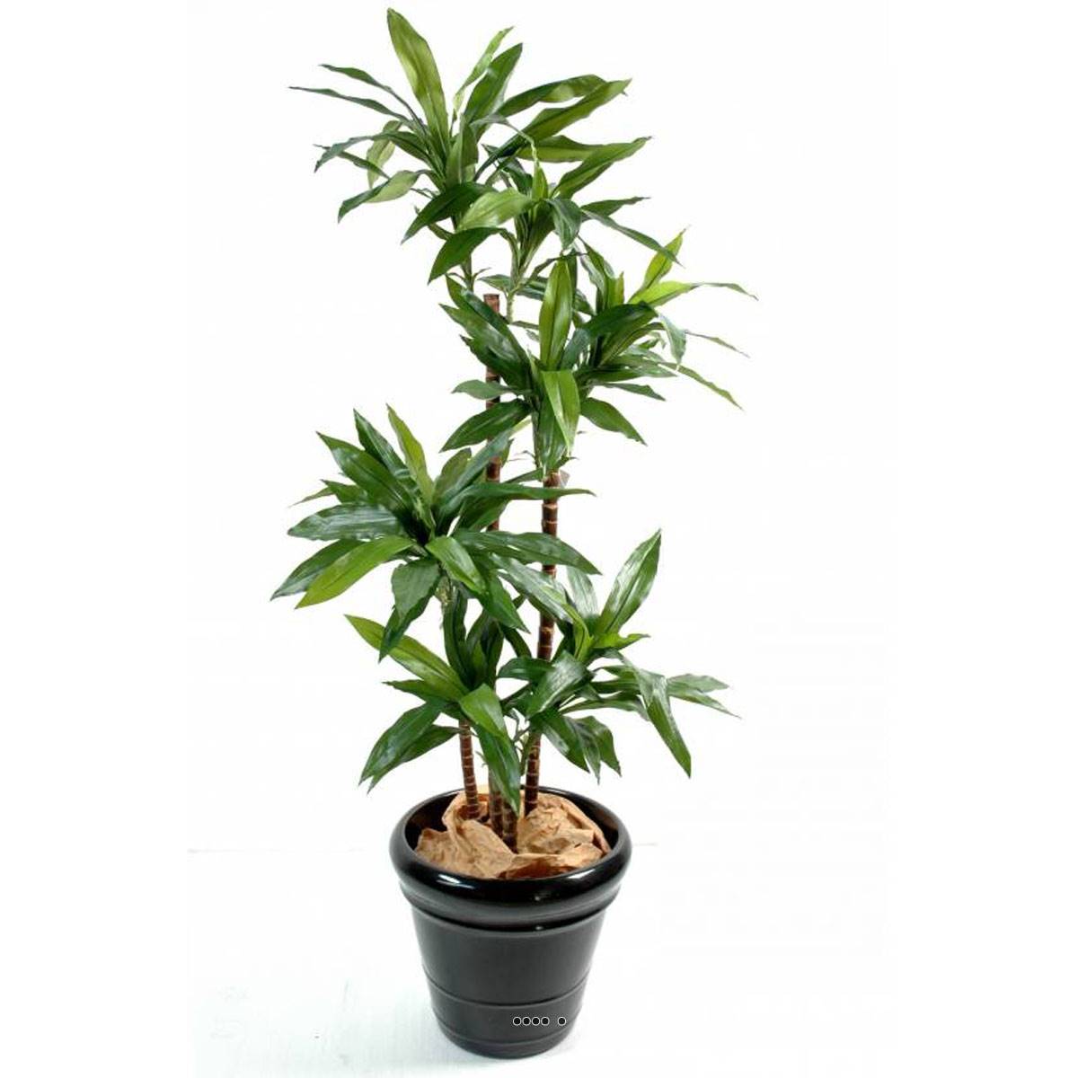 Dracaena artificiel 3 troncs en bois naturel, ARTIFICIELLES