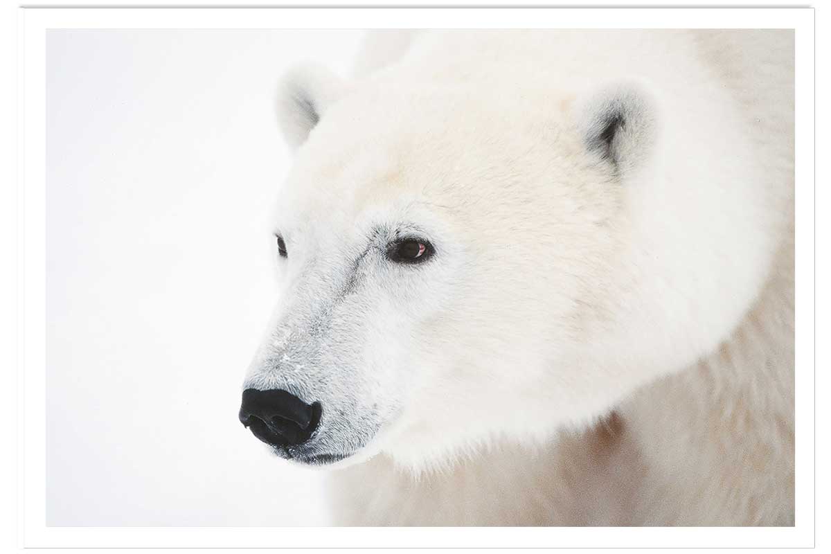 Affiche photo ours blanc polaire, HEXOA