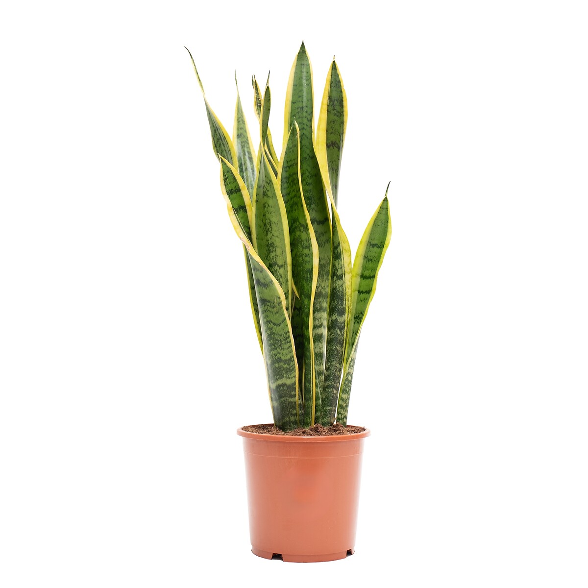 Sansevieria Laurentii, BIOMA, BIOMA PLANTS