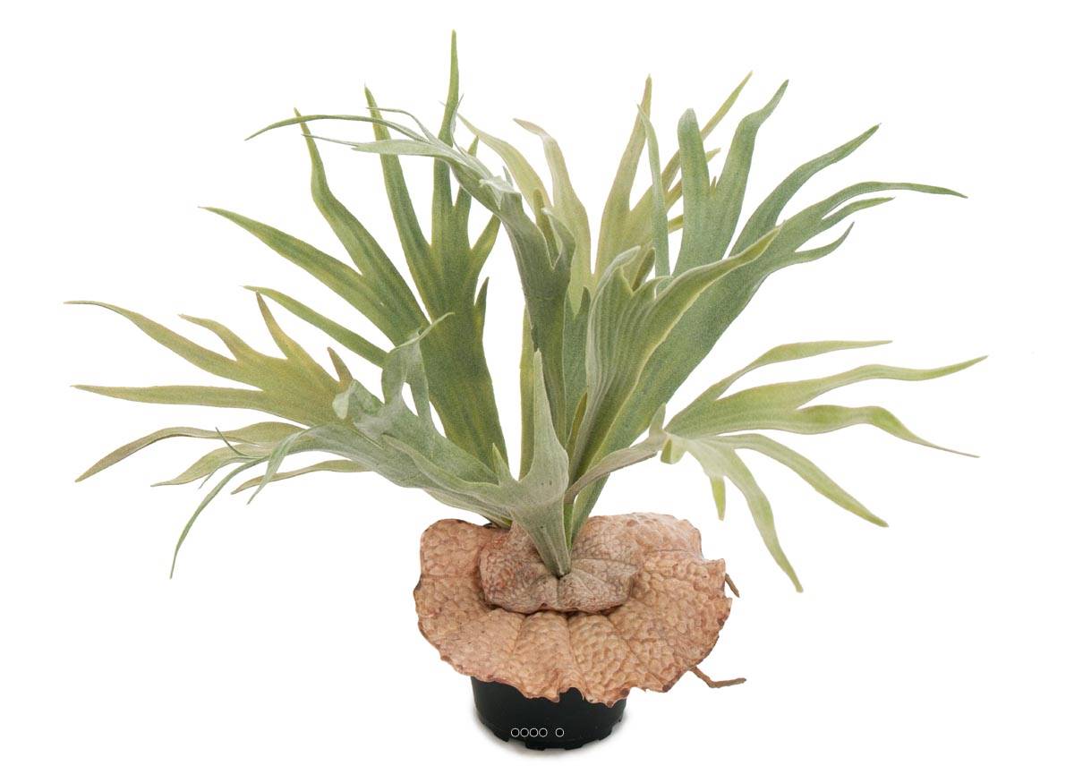 Platycerium bifurcatum artificiel en pot H 30, ARTIFICIELLES