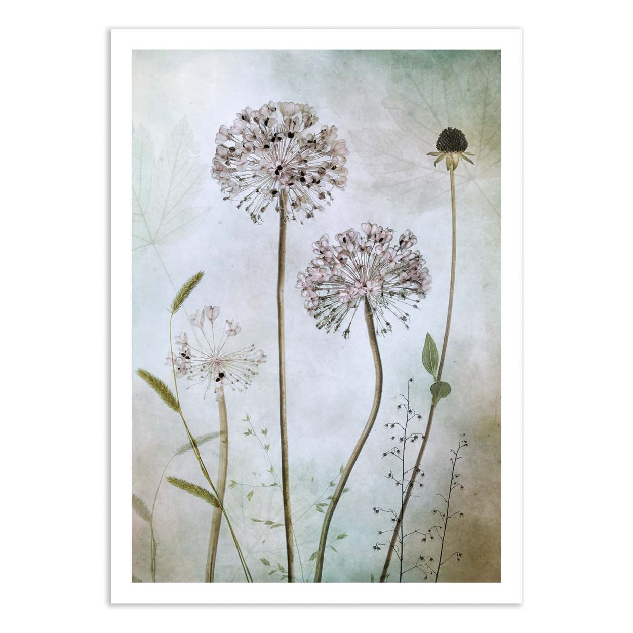 Affiche d'art - Allium - Mandy Disher, WALL EDITIONS