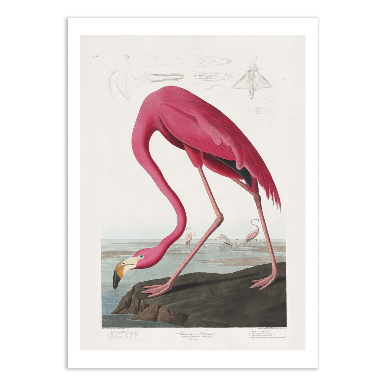 Affiche d'art - Pink Flamingo From Birds of America 1827 - Pictufy, WALL EDITIONS