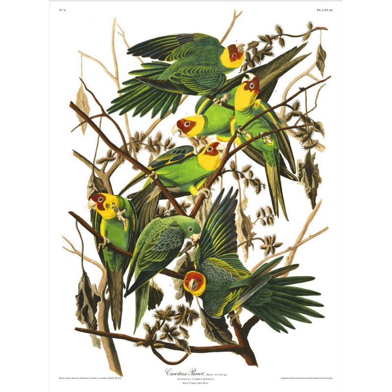Affiche oiseaux Audubon Carolina Parots, THE DYBDAHL CO