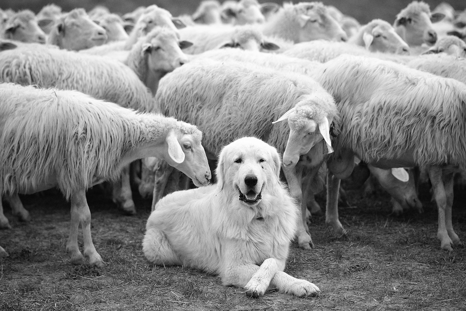 Tableau paysage chien de berger, HEXOA
