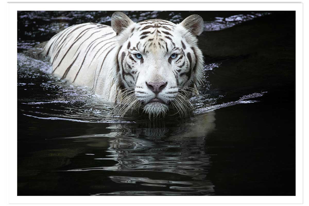 Affiche tigre Regarde moi..., HEXOA