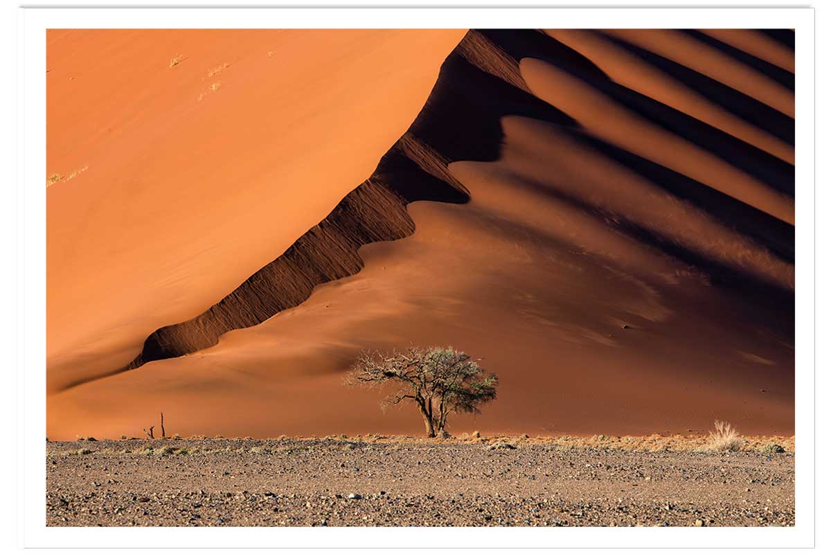 Affiche L'arbre sur la dune, Namibie, HEXOA