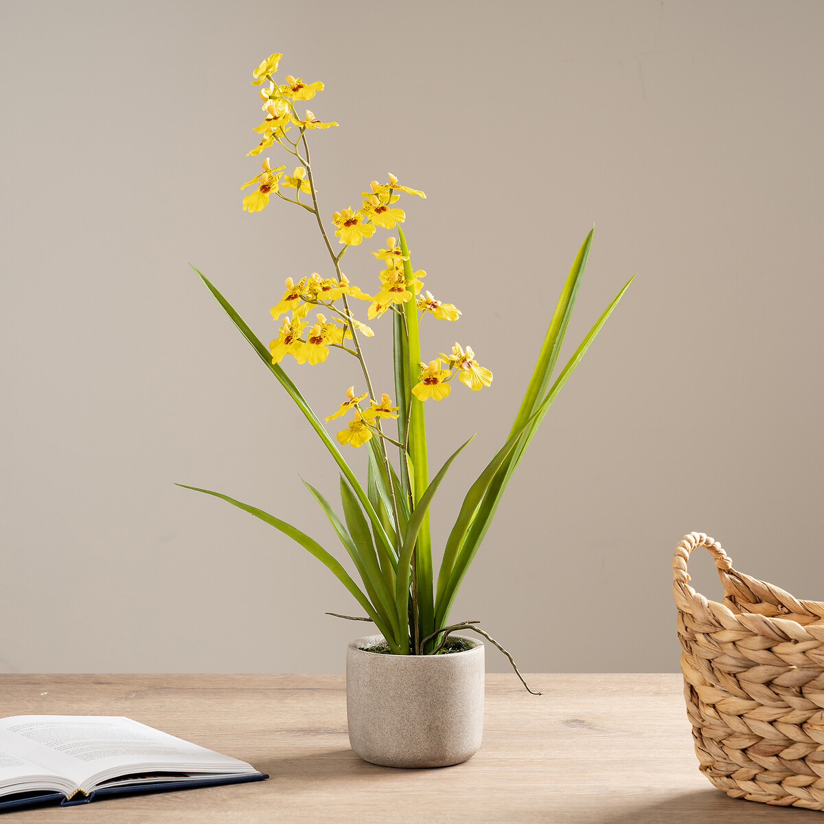 58.5cm Yellow Orchid in Cement Pot, SO'HOME