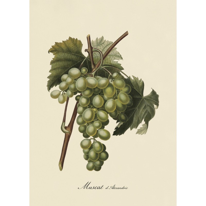 Affiche grappe raisin Muscat d'Alexandrie, THE DYBDAHL CO