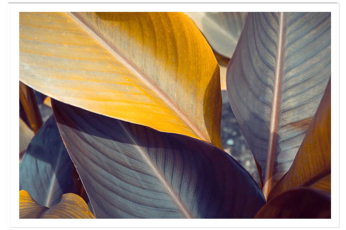 Affiche palm leaves y, HEXOA
