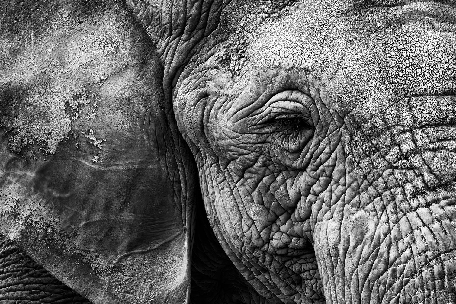 Tableau animaux Peau d'éléphant, HEXOA