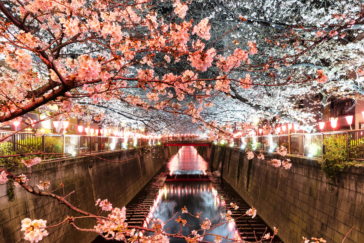 Tableau cerisiers et hanami à tokyo, HEXOA