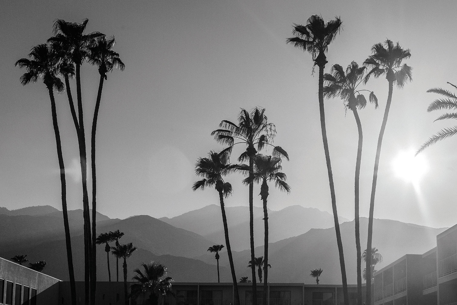 Tableau noir et blanc palmiers - palm springs, HEXOA