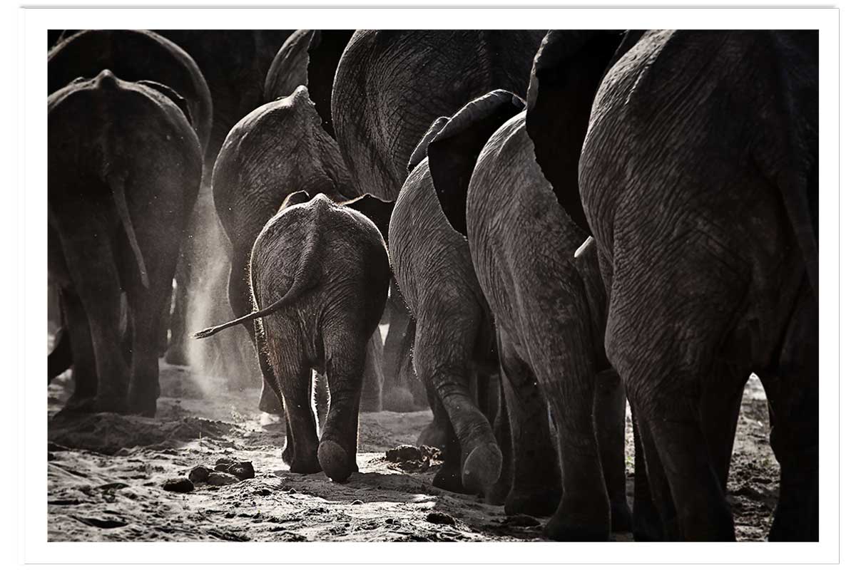 Affiche animaux cap afrique, HEXOA