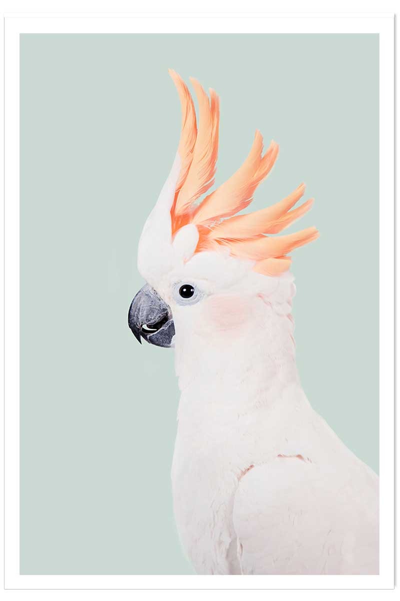 Affiche enfant cockatoo, HEXOA