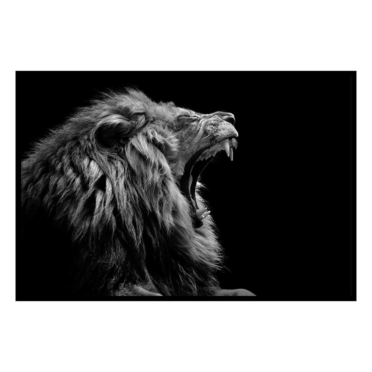 Affiche encadrée lion rugissant en noir et blanc, HEXOA