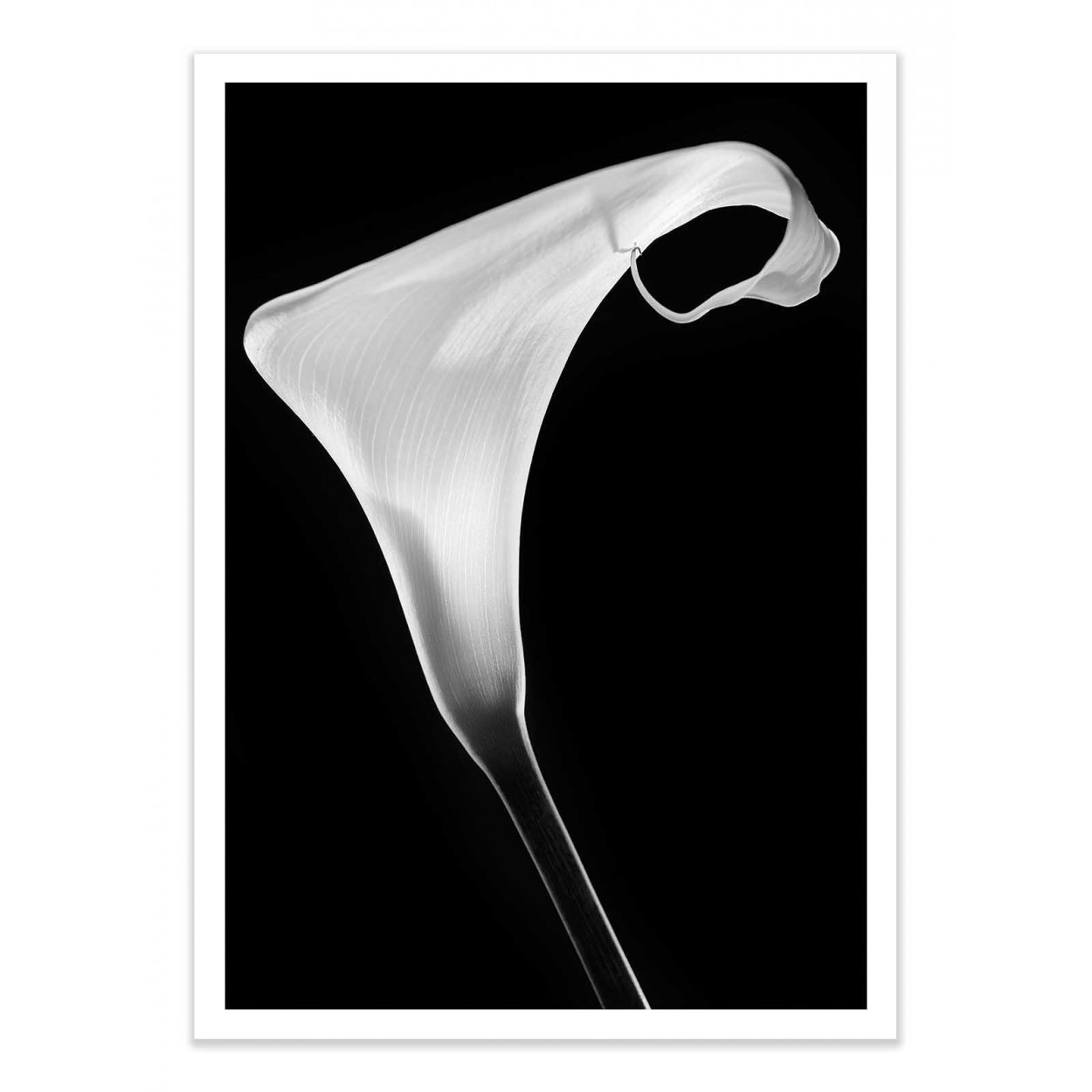 Affiche d’art et cadre noir 50 x 70 cm - Calla - Santiago Pascual Buye, WALL EDITIONS