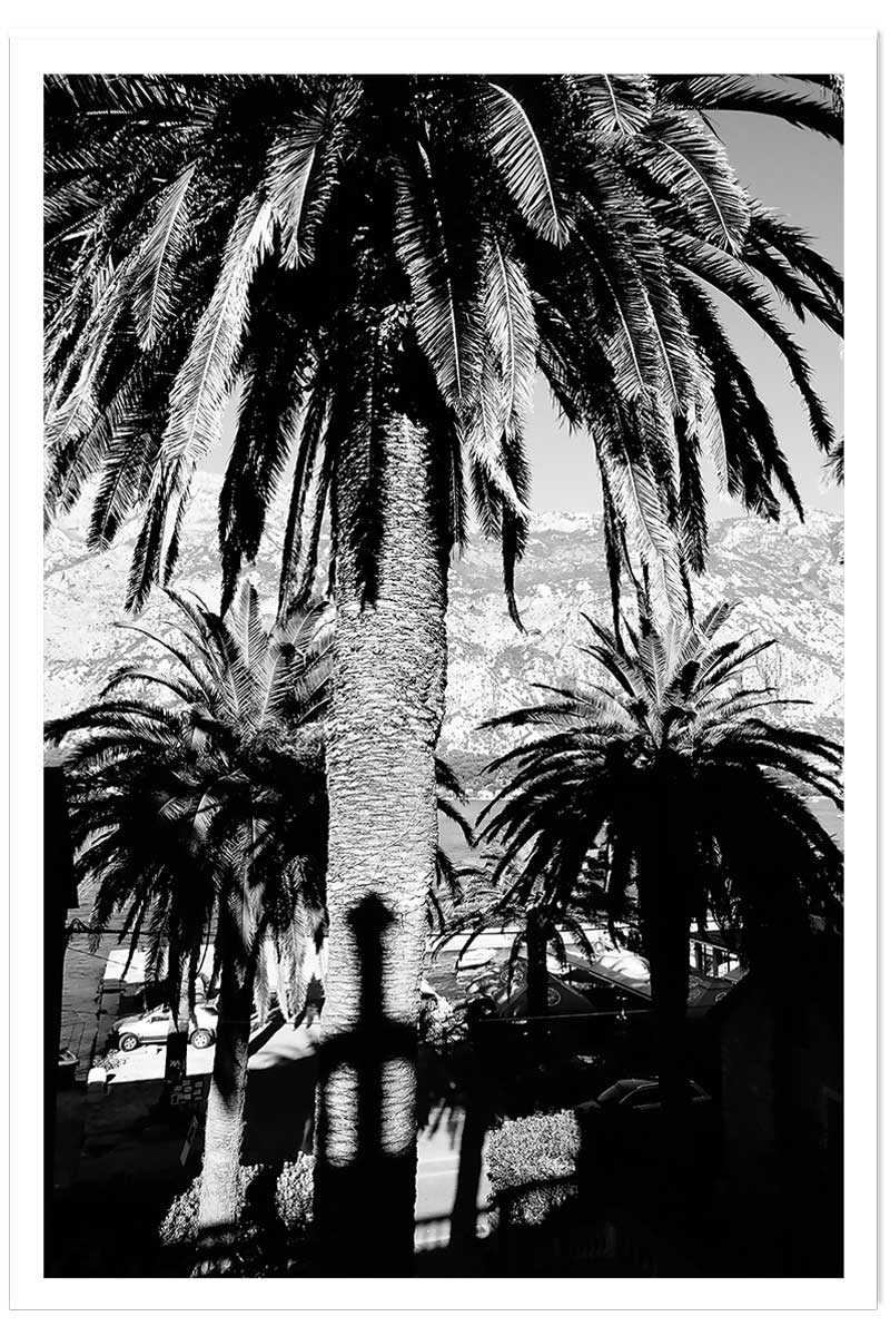 Affiche noir et blanc palmiers monténégro, HEXOA