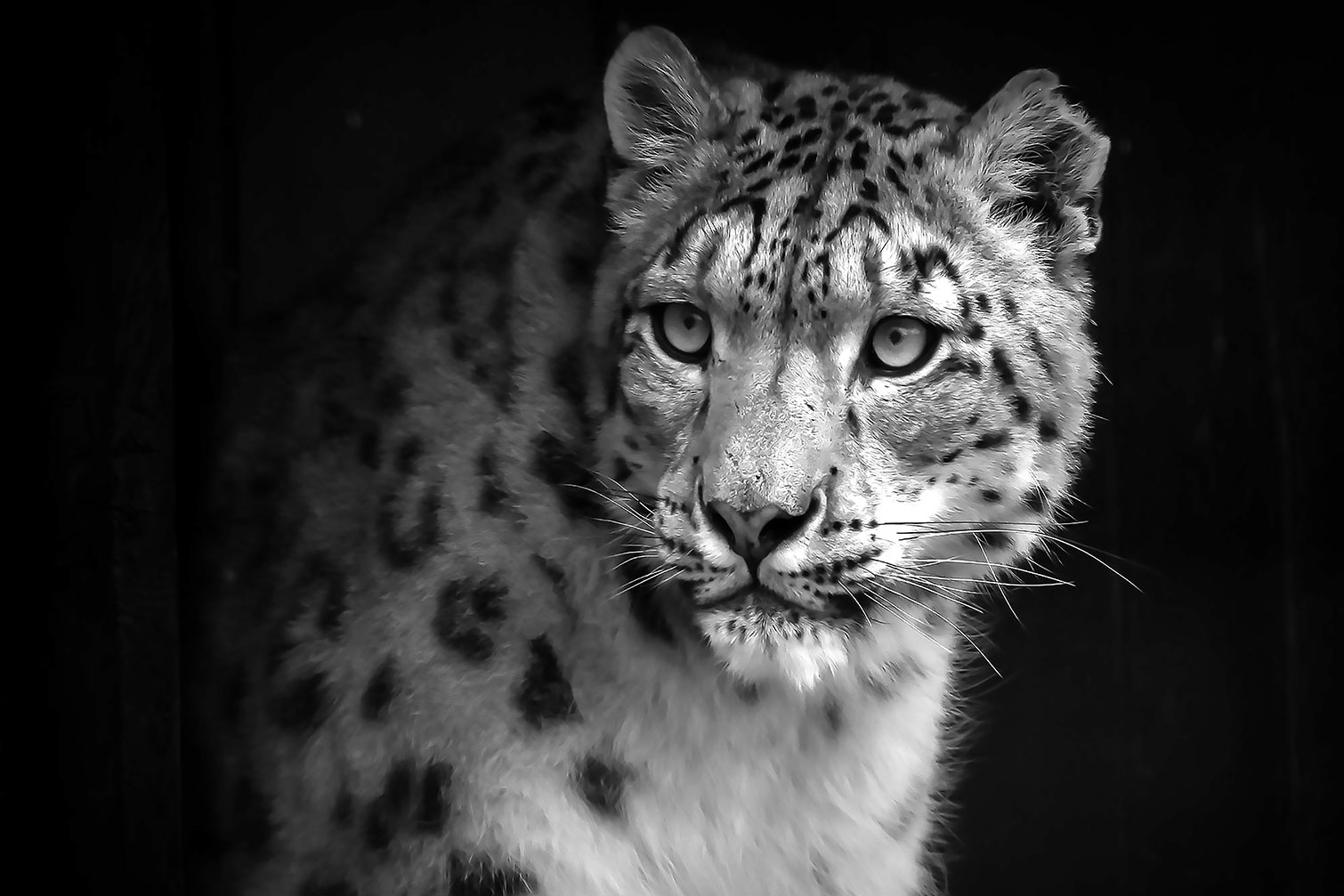 Tableau animaux le regard du léopard, HEXOA