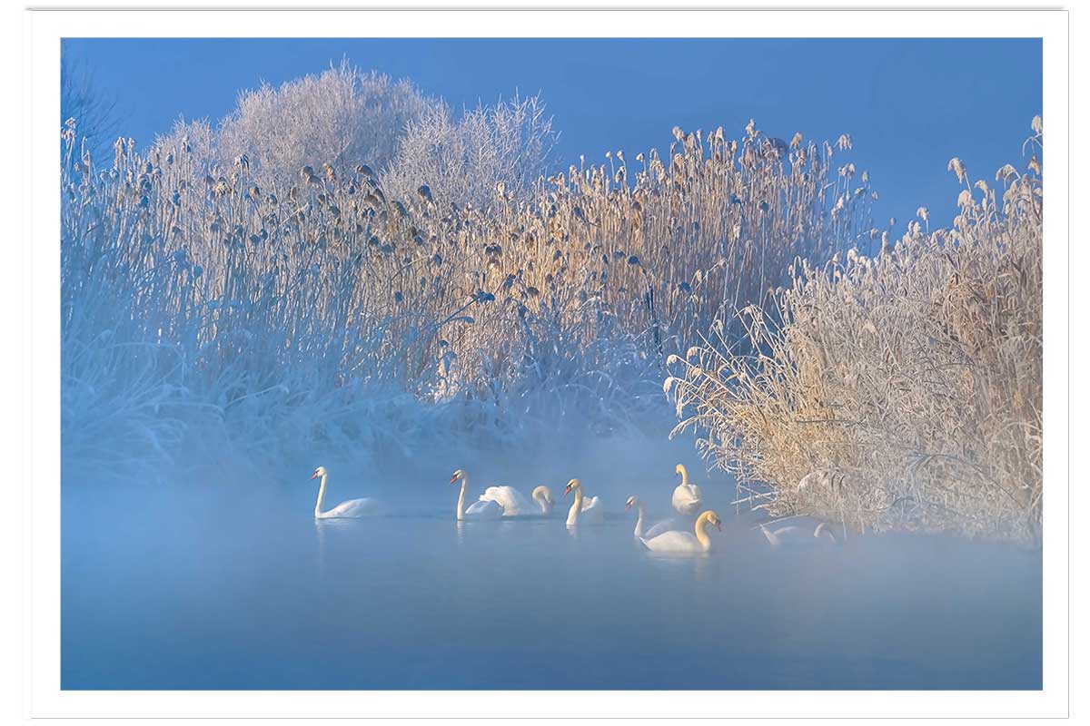 Affiche cygnes dans le givre matinal, HEXOA