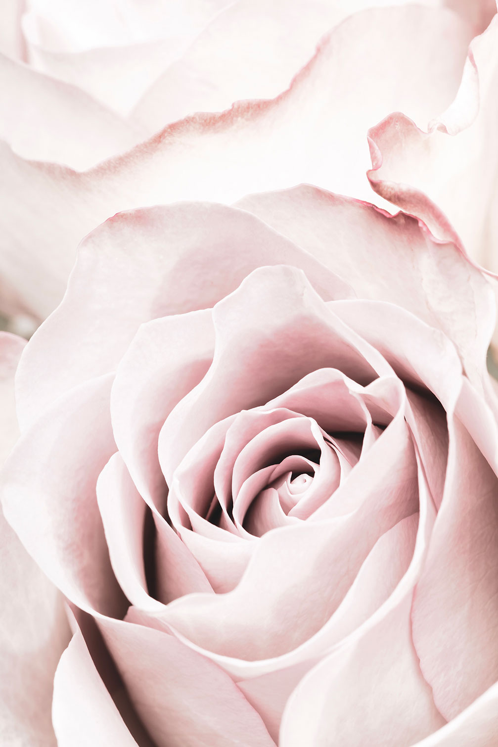 Tableau rosa romantica, HEXOA