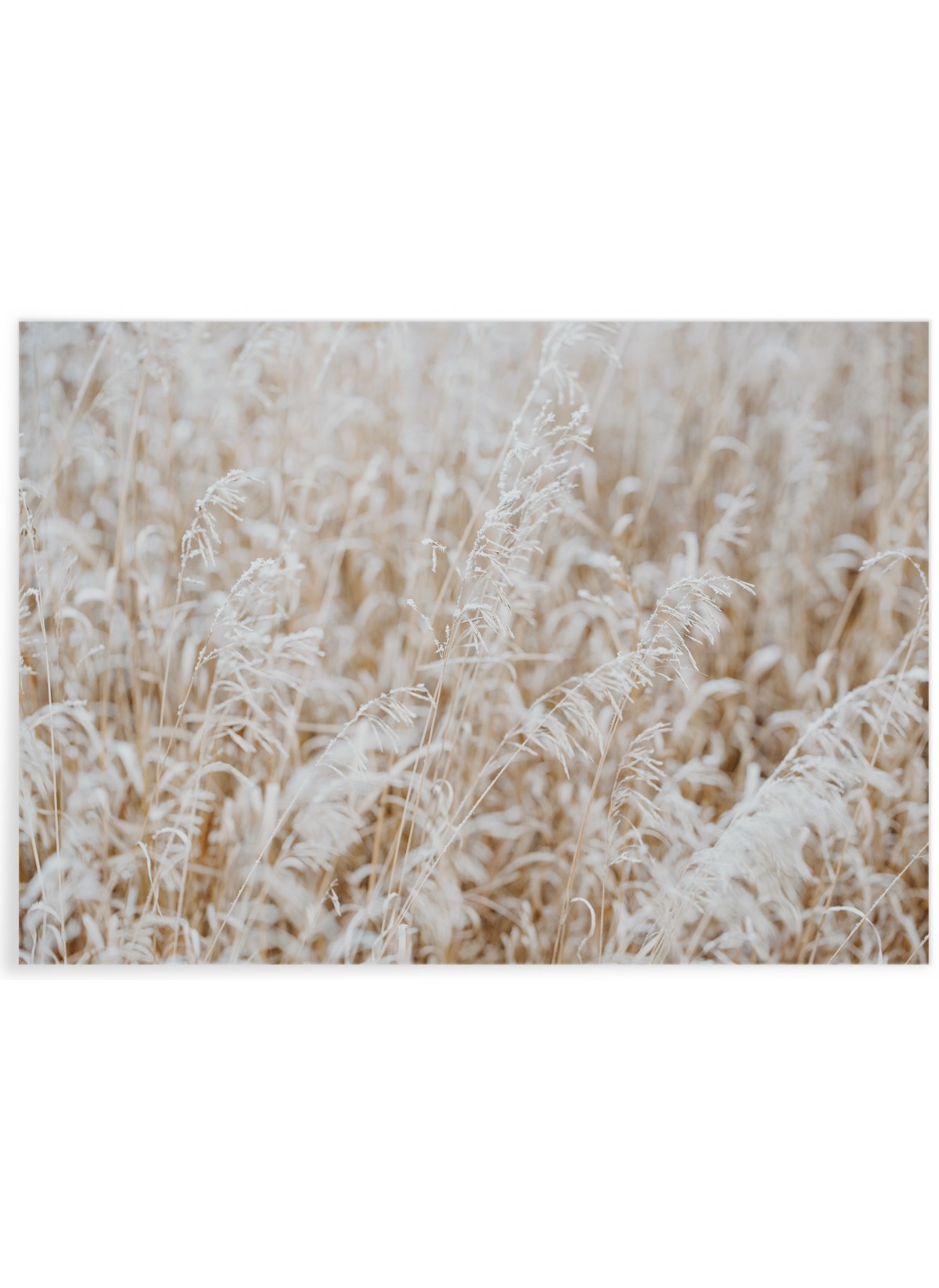 Poster Nature Winter 4, L'AFFICHERIE