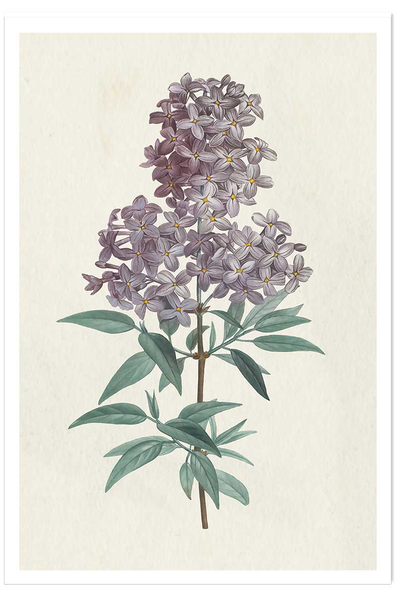 Affiche fleurs de Lilas vintage, HEXOA