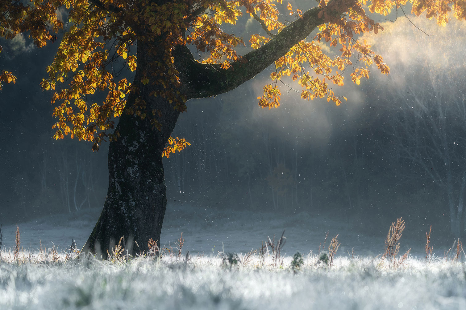 Tableau paysage Souffle d'hiver, HEXOA
