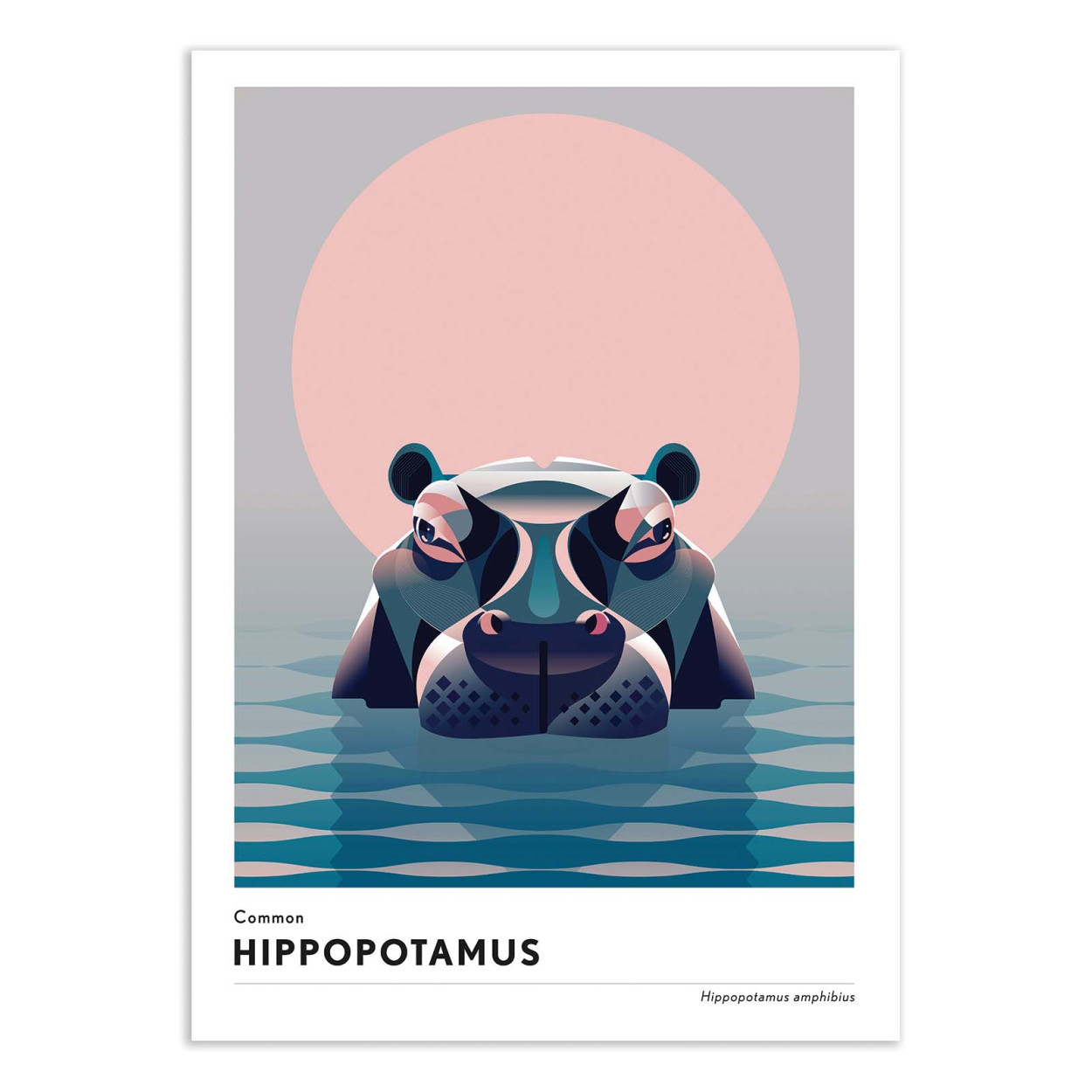 Affiche d'art - Hippopotamus - Mark Harrison, WALL EDITIONS