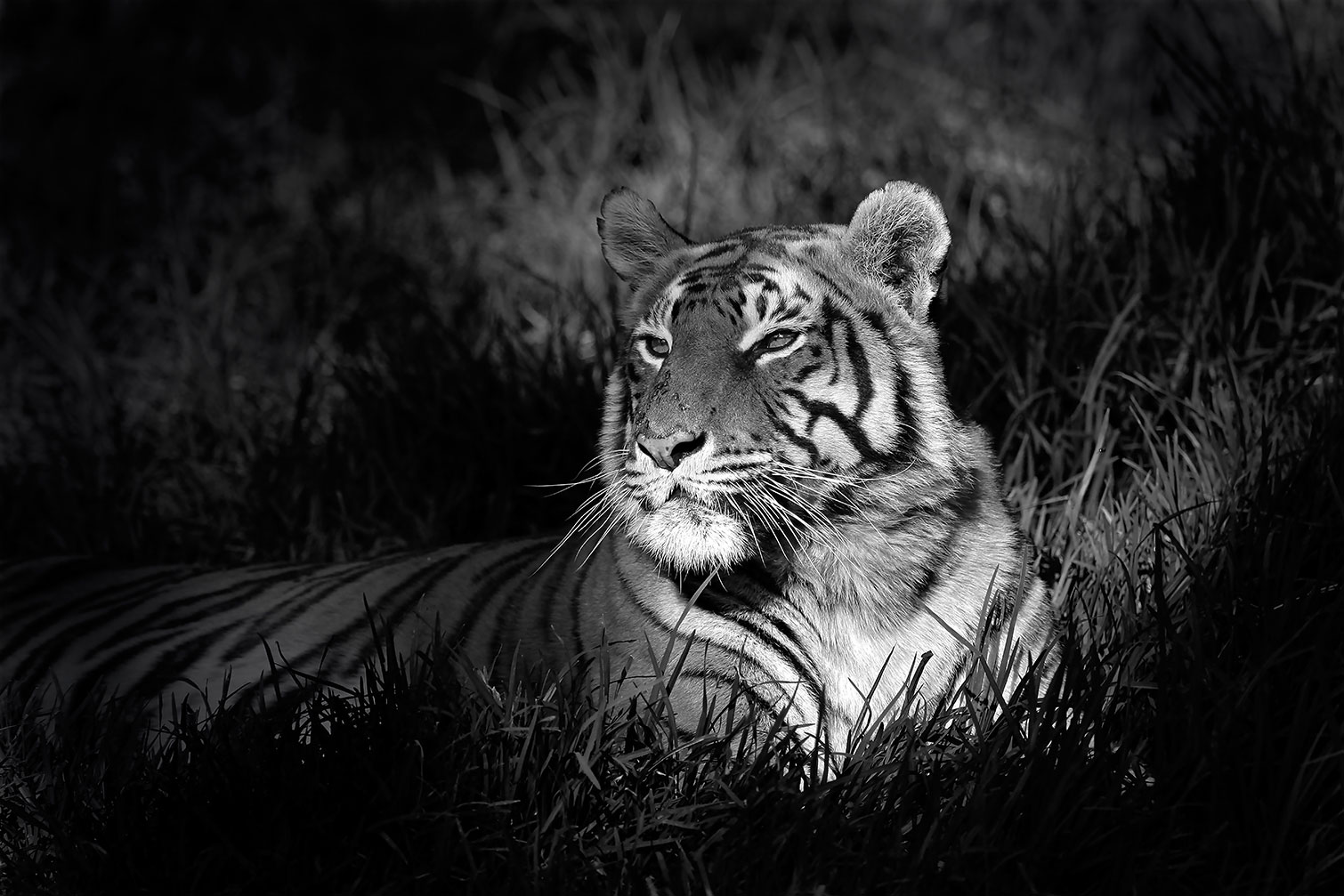 Tableau tigre, HEXOA