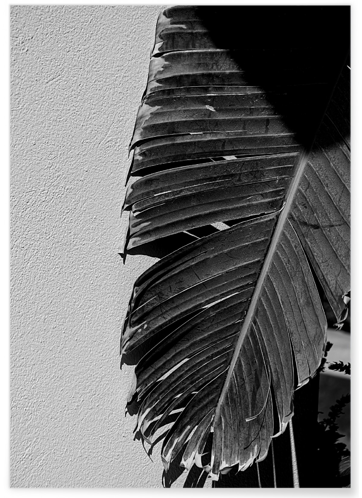 Poster Palmier noir et blanc 2, L'AFFICHERIE