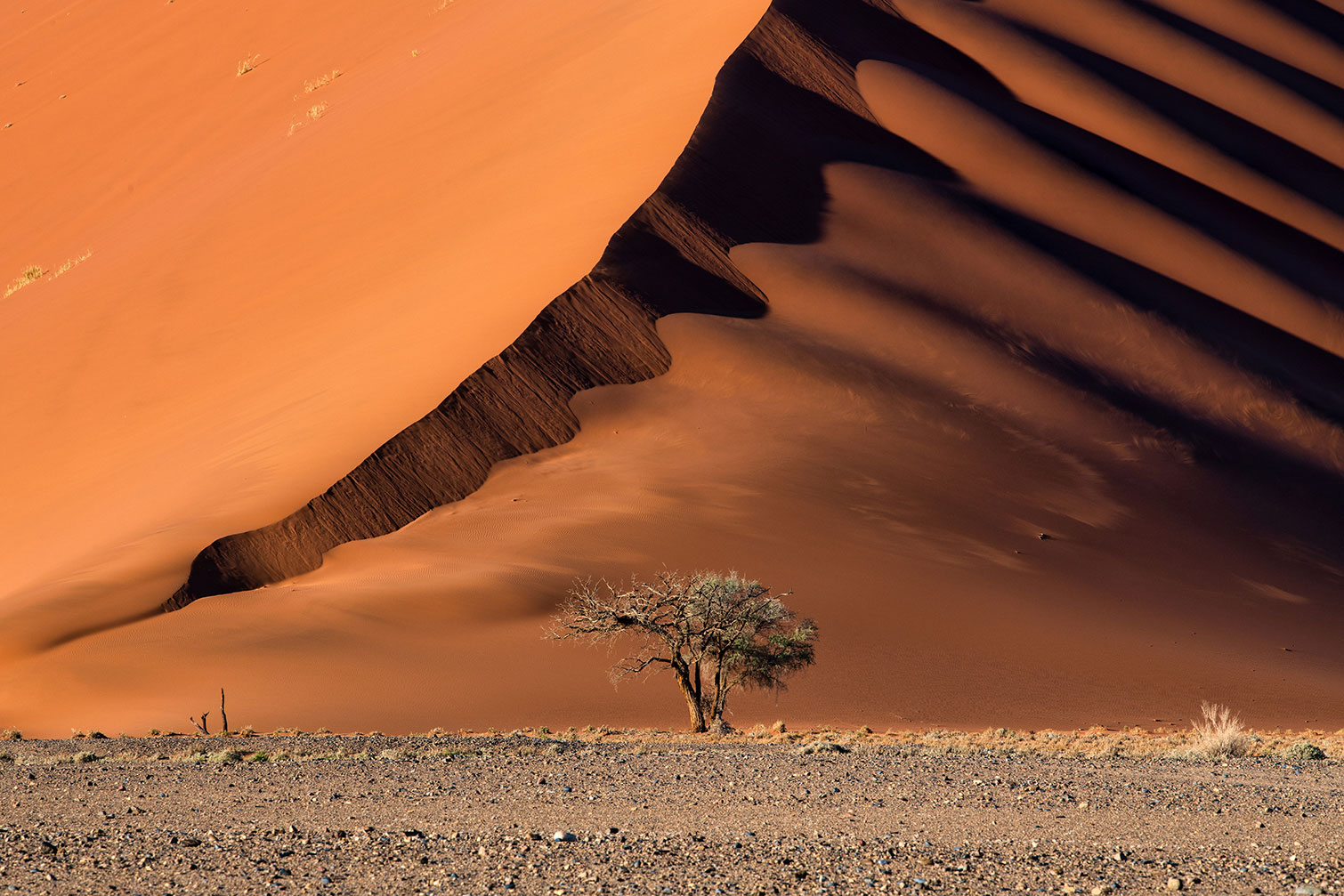 Tableau L'arbre sur la dune, Namibie, HEXOA