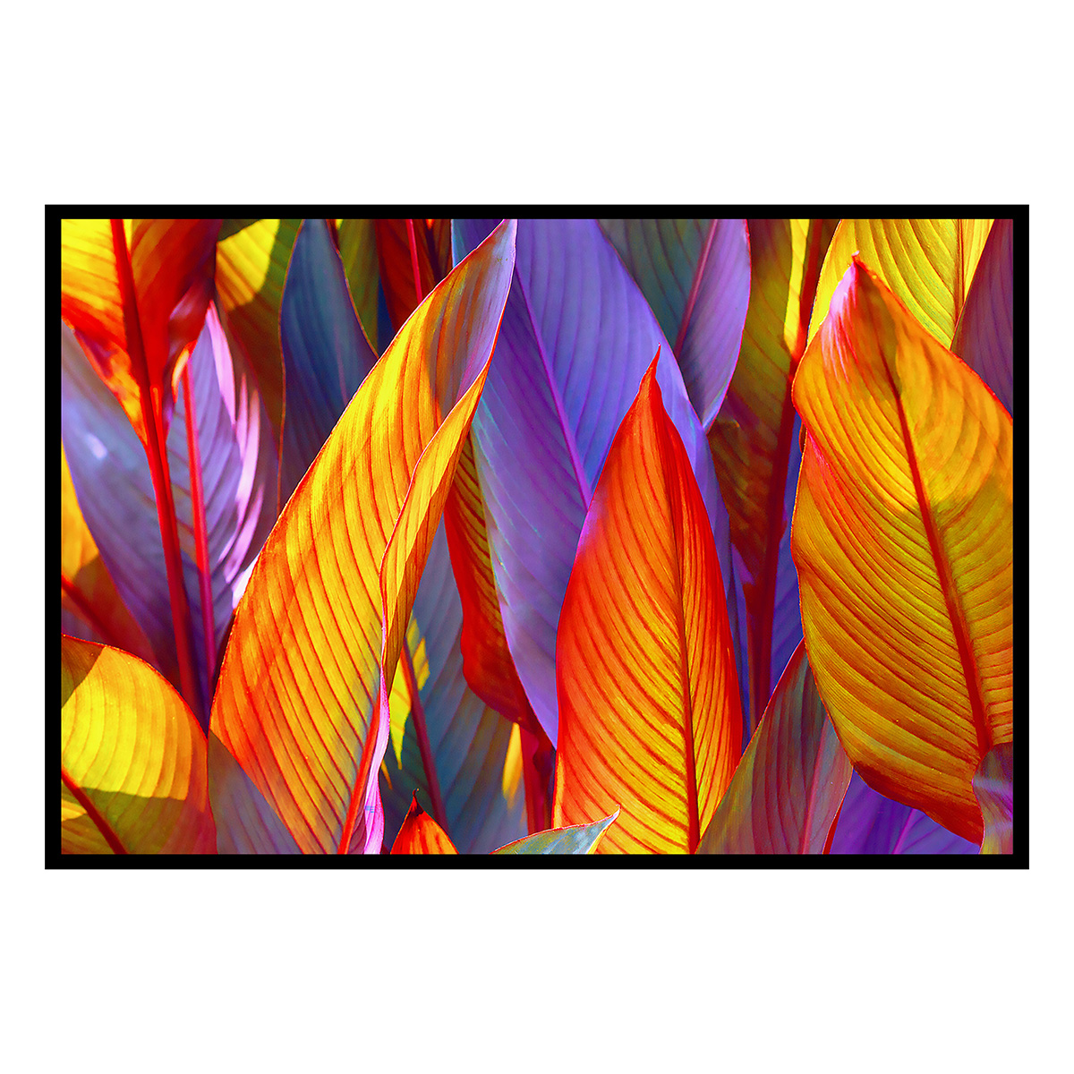 Affiche encadrée feuillage tropical aux couleurs vives, HEXOA