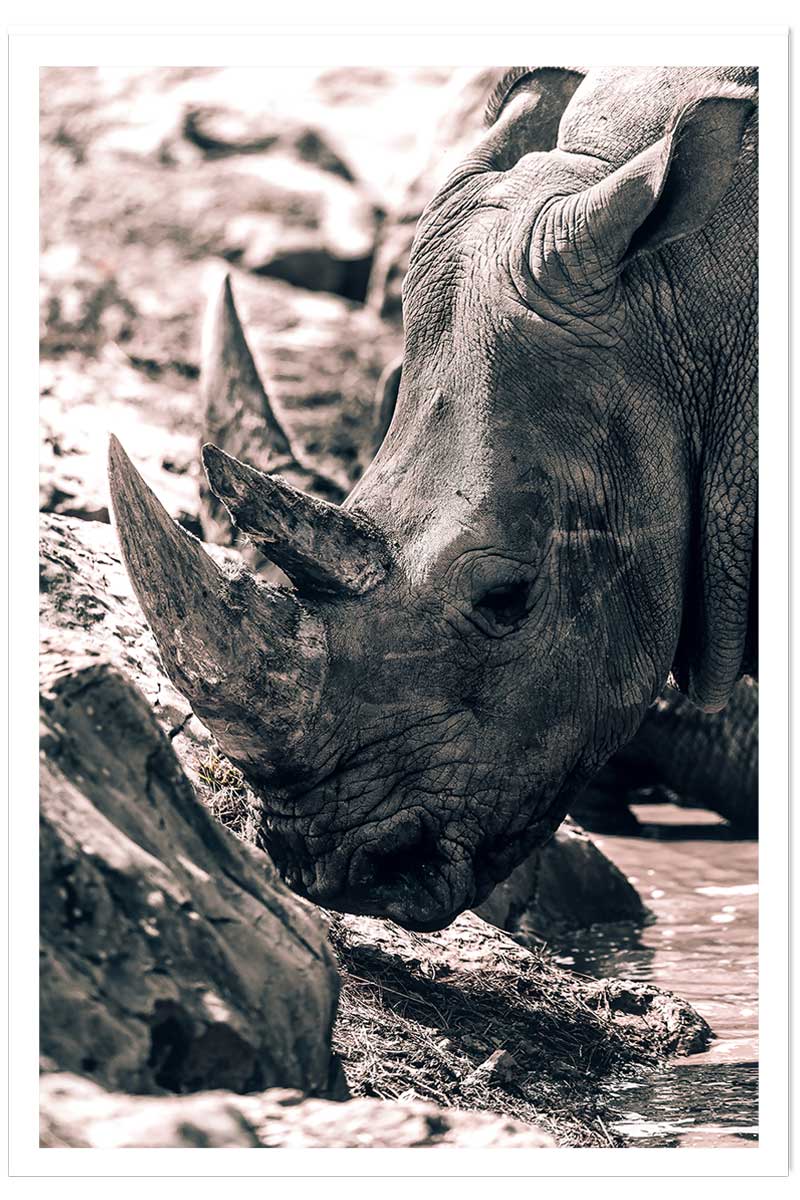 Affiche rhinoceros, HEXOA