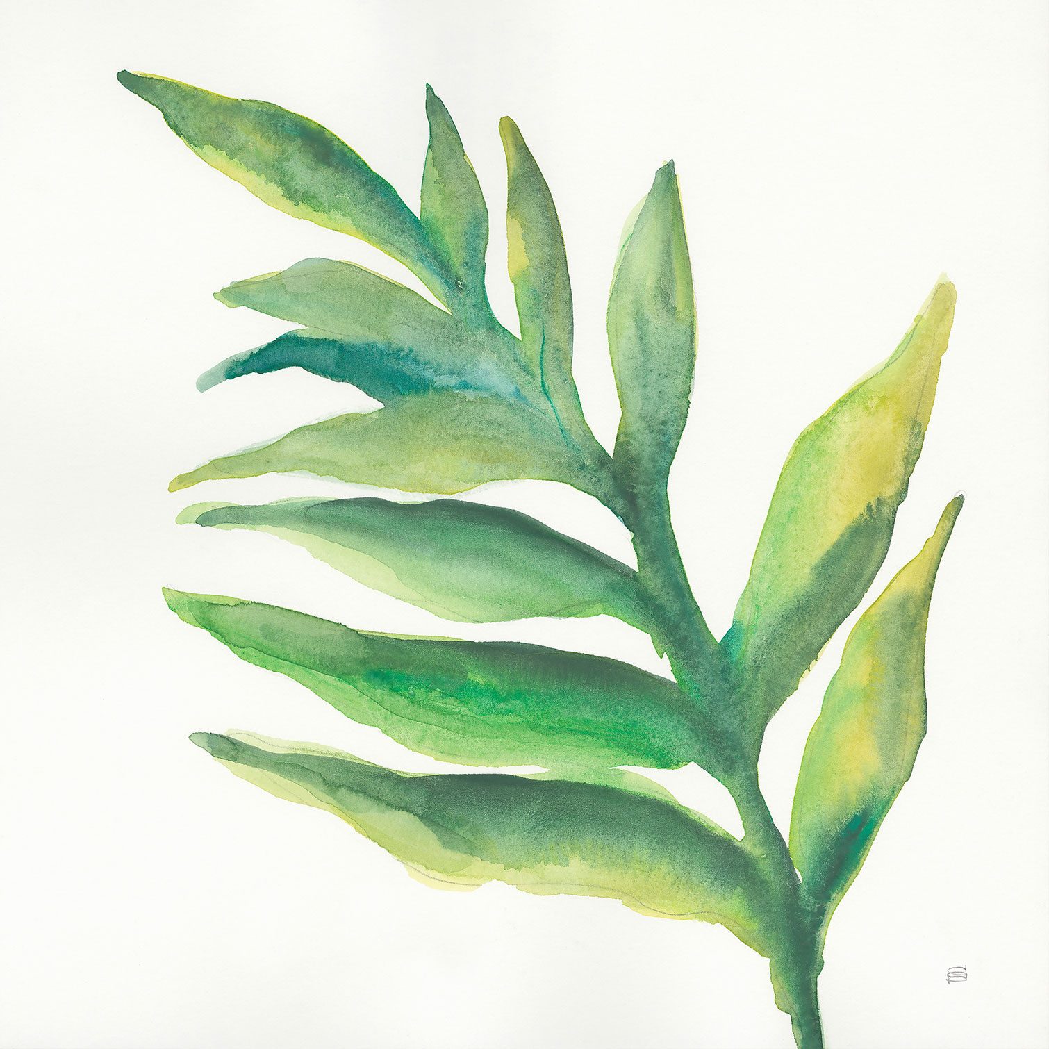 Tableau Plante aloe watercolor, HEXOA