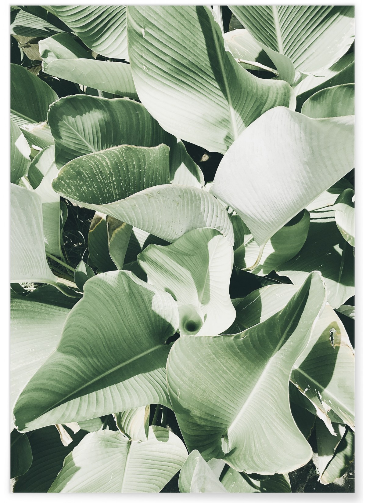 Poster Nature plante verte 2, L'AFFICHERIE