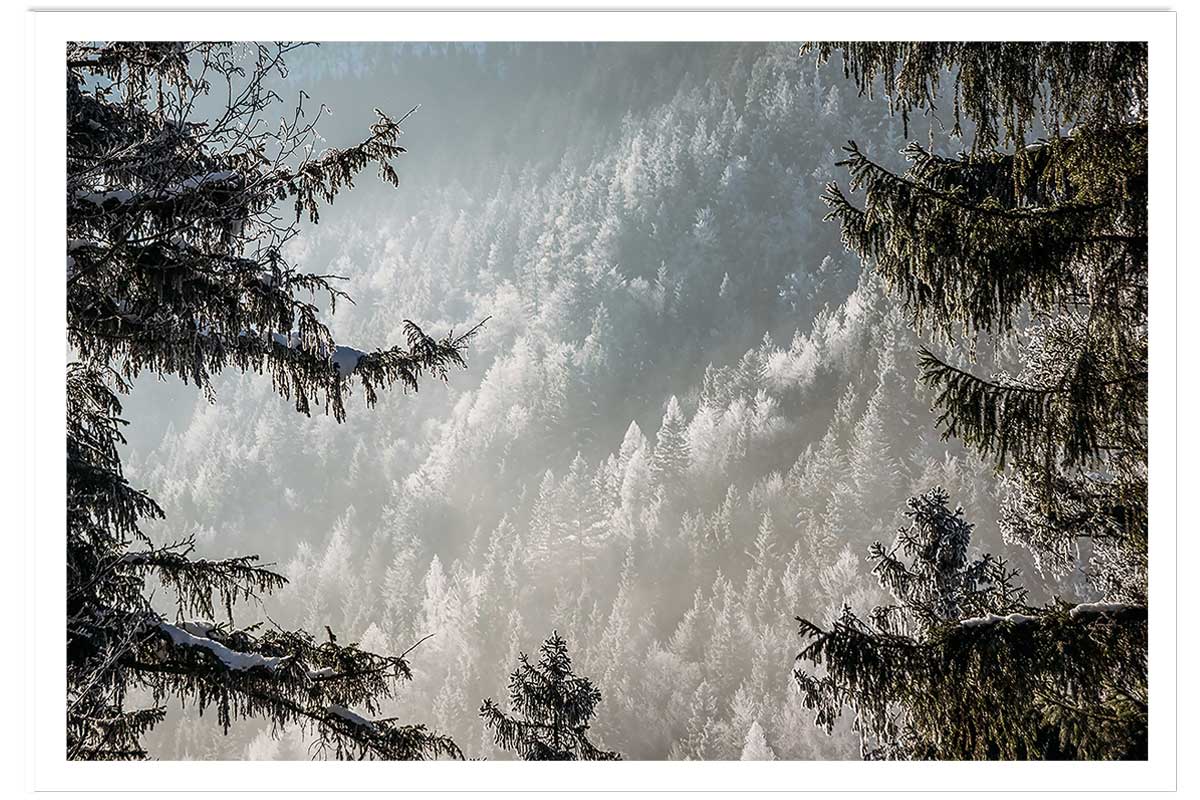 Affiche paysage forest in fog drama, HEXOA