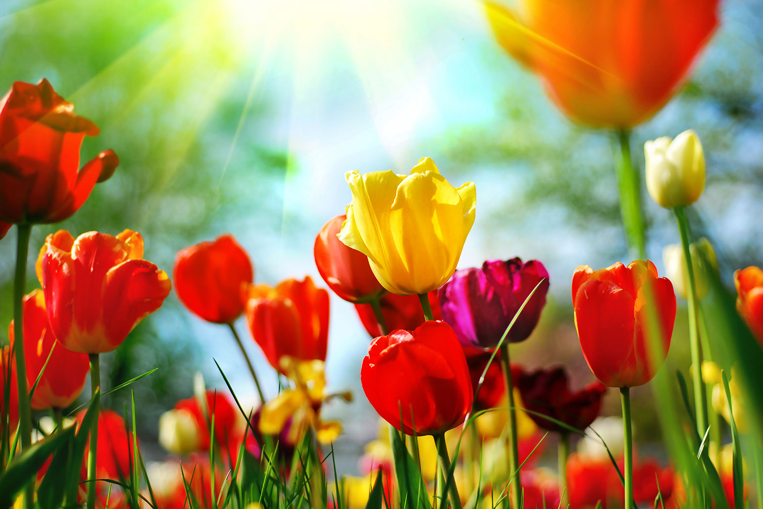 Tableau nature tulipes, HEXOA