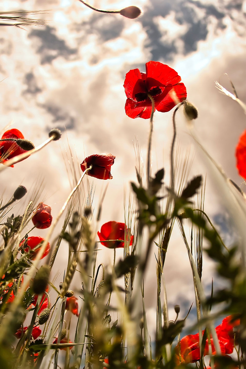 Tableau coquelicots décoration murale moderne, HEXOA