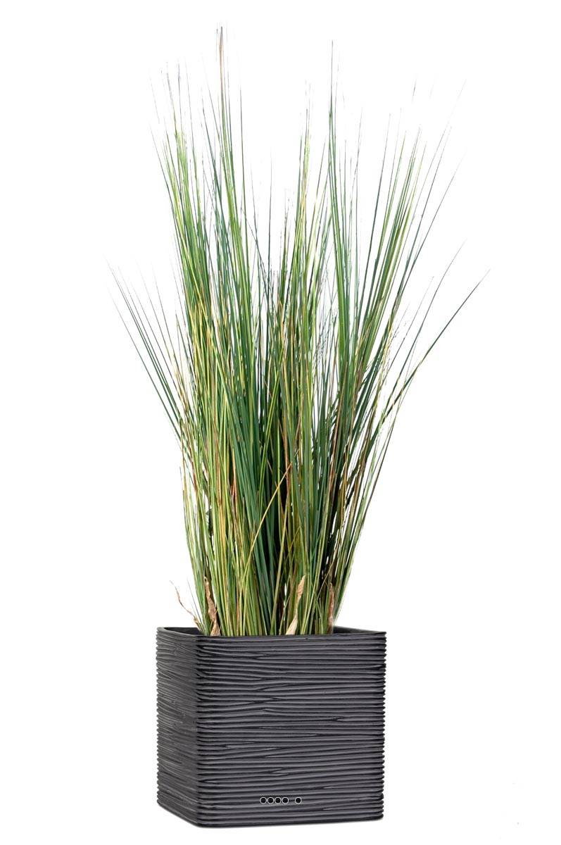 Isolepsis artificiel Graminée Herbe d, ARTIFICIELLES